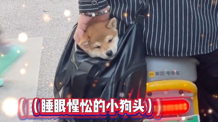Where can I buy a bag that can fit little Chai-Chai’s head?