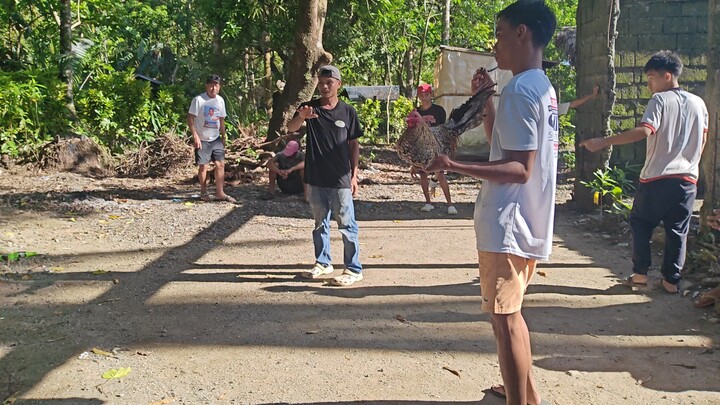 Small But Deadly Bolik 7months old