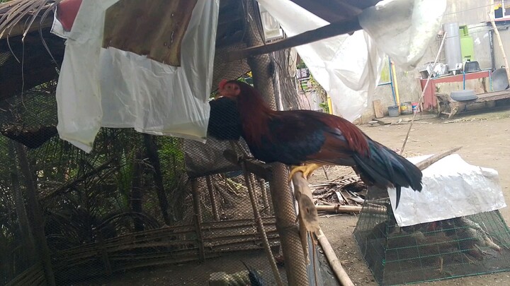 unang alaga ko na manok 2x