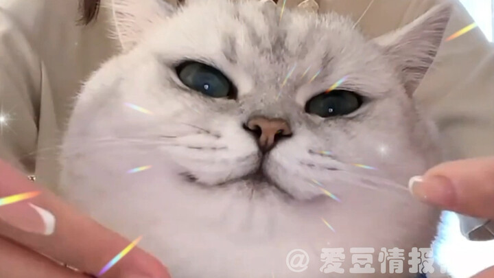 猫：你上班不图钱？！你上班是因为热爱吗