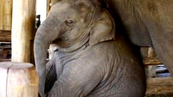 Khi cho voi mấy loại trái cây: Bé con mới đang cân nhắc, còn mình thì muốn tất cả!