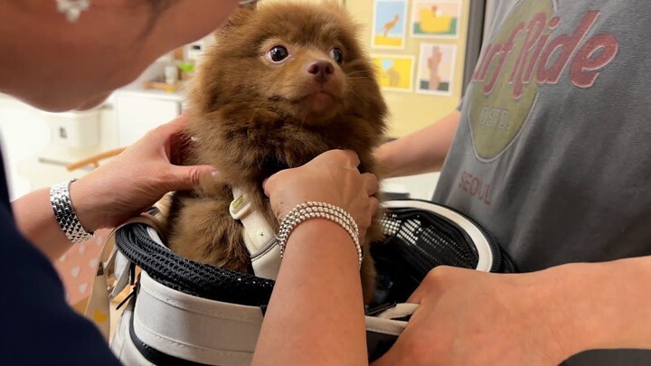 70 Days of Watching a Rescue Dog Transform into a Happy Pup