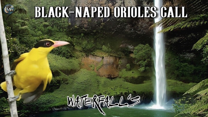 Waterfall's and Black-naped oriole chirping