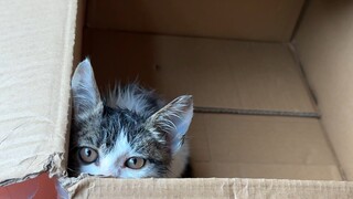 I found a cat...