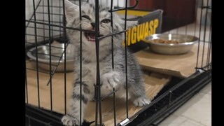 可爱的小傻猫 笑死啦哈哈哈哈哈哈