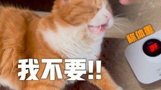 Berat badan kucing oranye pertama kali diungkap! Xiao Mi menangis sambil berkata: Aku tidak mau diti