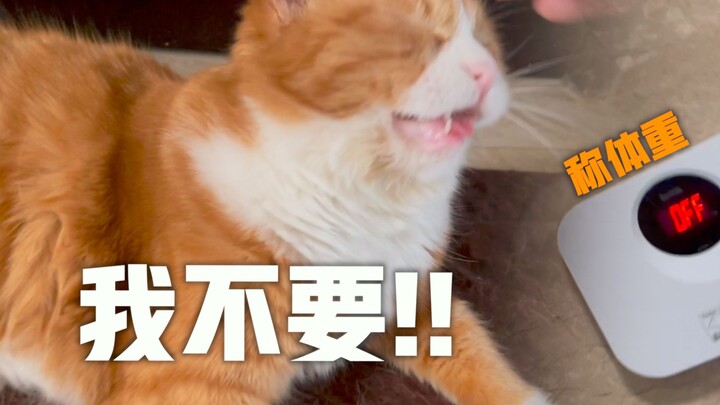 The orange cat's weight is revealed for the first time! Xiao Mi cries out, "I don't want to be weigh