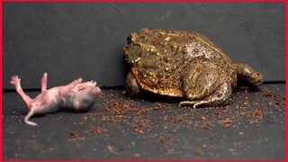 Pixie Frog And Pink Rat Pup / Warning Live Feeding.