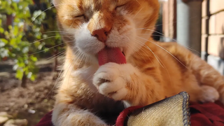 การดูแลแมวและเลียตัวเอง (ระยะใกล้)