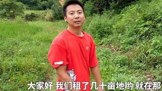 华农兄弟：租了块荒地，准备养点东西，带大家看一下
