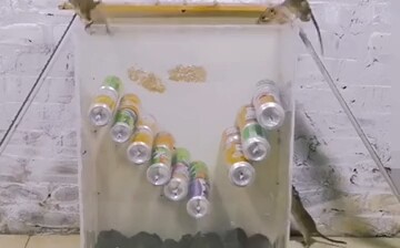 Mouse Happy Box