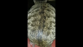 养猫千日，用猫一时