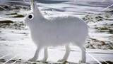 The moment the Arctic Hare stood up, I felt bad all over...