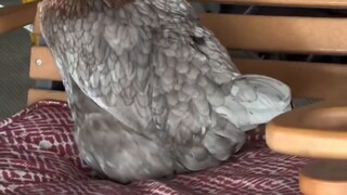 Just because you are so beautiful, trivia about chickens