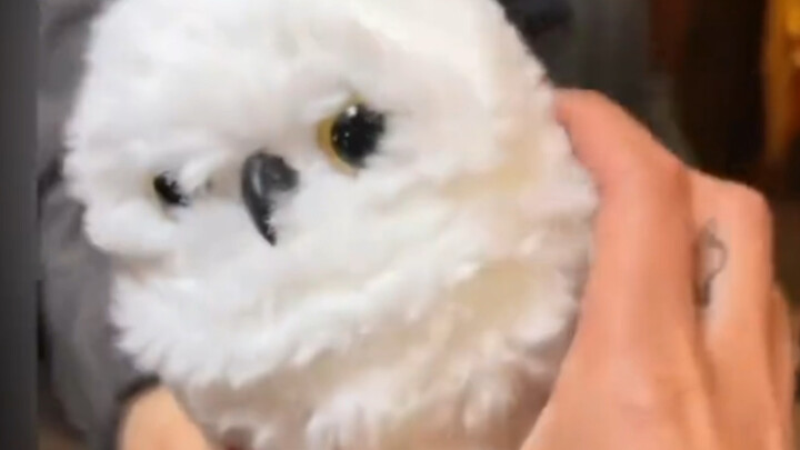 So cute, so cute! Sorry, little money— I really need this!