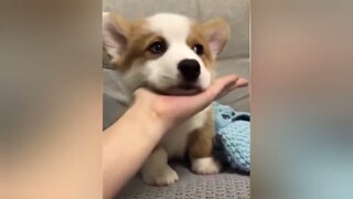 funny animal videos. funny dog cute
