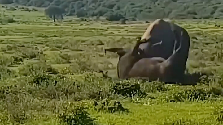 The rhino has always been very confident in its horn strength! #Rhino #WildlifeUpClose #AnimalWorld