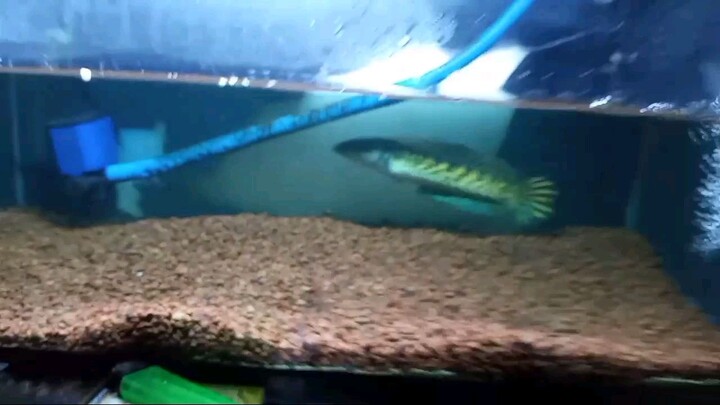 4 bulan cuma diam akhirnya mau mangap walau cuma sebentar