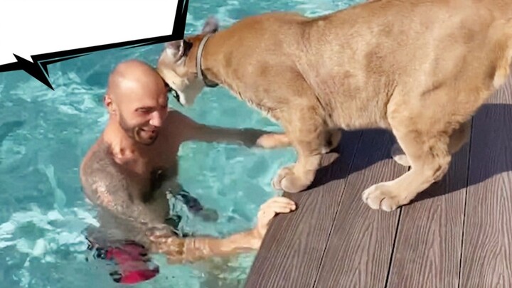 When dad jumps into the pool, the cougar gets nervous