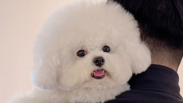 زهور الكمثرى ليست عطرة مثل الجرو الصغير