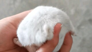 Để mình biểu diễn thổi bồ công anh cho mọi người xem nhé!