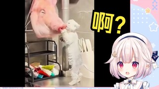 日本萝莉看《偷 腥 猫》当场难绷