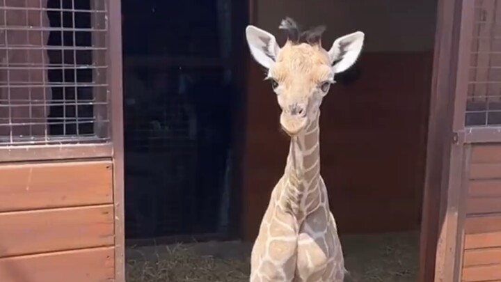A 1.9-meter “newborn”? Giraffe calf: Humans, I’m even taller and straighter than you!