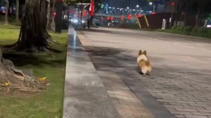Now you know what this grass is called—don’t let your dog sit on it randomly in the future! #PuppyGr