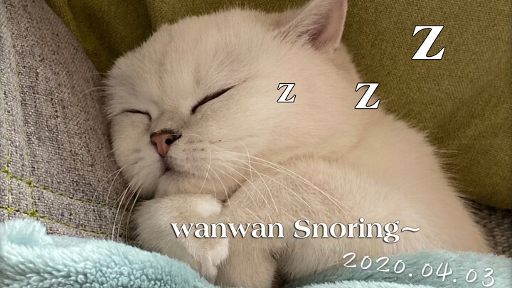 "Animal". Wanwan snores when she sleeps.