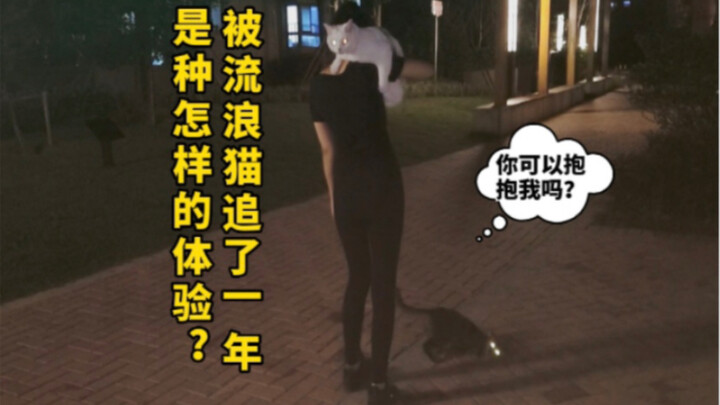 Đã bị đánh bại rồi! Bạn đâu biết một chú mèo hoang có thể kiên trì đến mức nào…