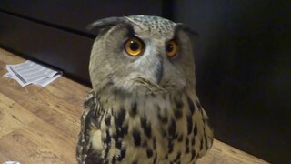 The owl chased away the house cat, then turned its head to seek praise from its owner.