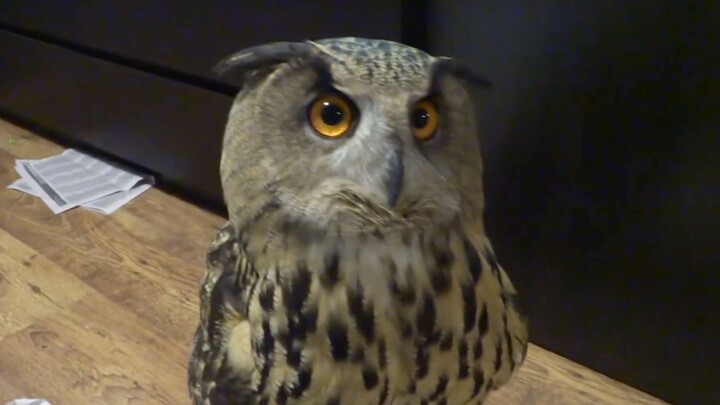 The owl chased away the house cat, then turned its head to seek praise from its owner.