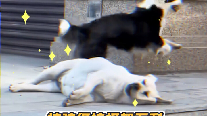 Chó chăn cừu xứ Wales: Chơi với chúng cũng giống như chơi với chó vậy~