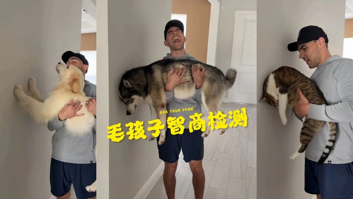 Retro Challenge: “Smart Fur Babies Use Their Paws to Push Against the Wall”