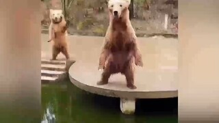 น้องหมียืนขึ้นทักทาย