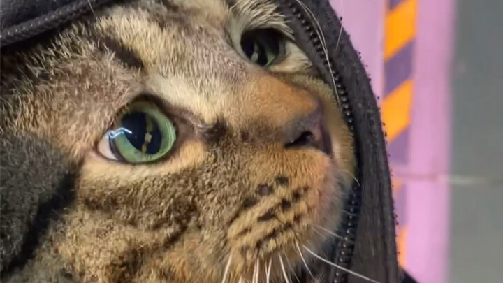 สาวเมืองเหอหนานเดินช้อปในซูเปอร์มาร์เก็ต กลับพบว่าในกระเป๋าของเธอมีแมวเพิ่มมาหนึ่งตัว…