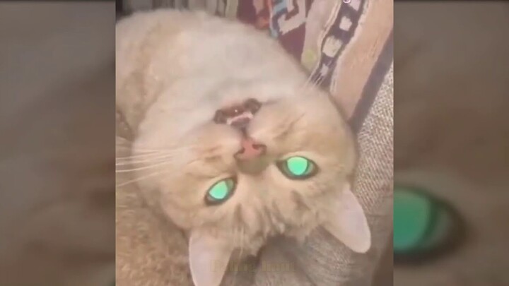 KUCING LUCU dan ANJING LUCU 😹🐶 Video kucing terlucu bikin ketawa ngakak | Kucing Paling Imut