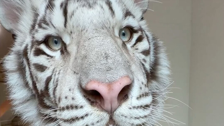 🦓: It’s not my fault—the cabinet is just poorly made 🤫
