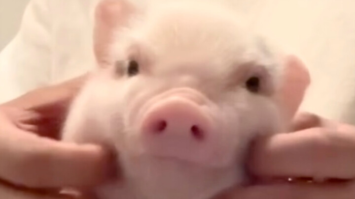 【沉浸式揉小หมู ตอนที่ 2】นี่มันต่างจากตุ๊กตาผ้าขนหนูยังไงนะ?