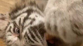 捣蛋小猫和心累姨姨