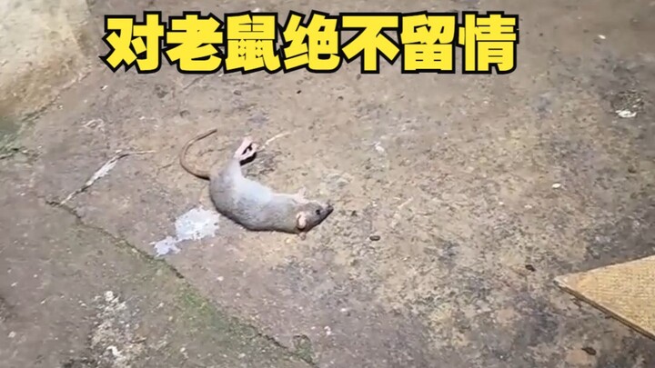 Chuột: Loài người, ngươi thật độc ác!