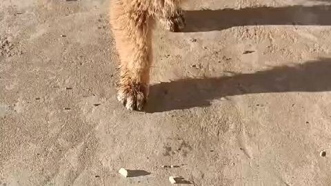 A Dog eating raw aquash.