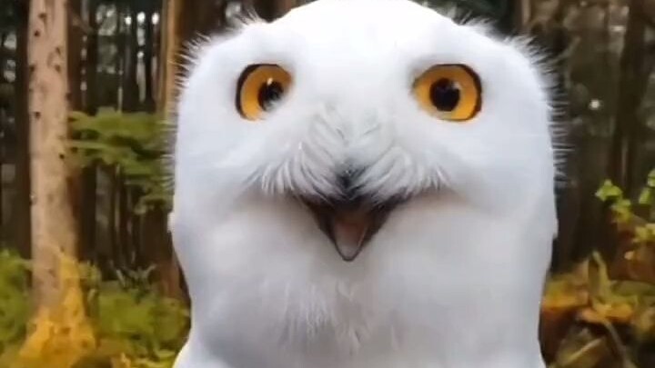 Burung hantu biasanya bersikap dingin dan enggan berinteraksi dengan manusia. Namun, setelah penjaga