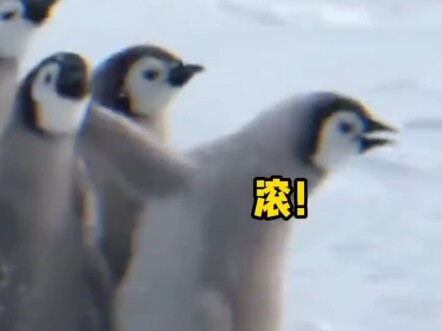 企鹅宝宝面对天敌也太可爱了