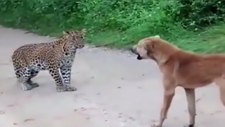 Who are you trying to scare with this leopard print?