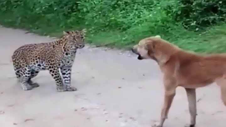 Who are you trying to scare with this leopard print?