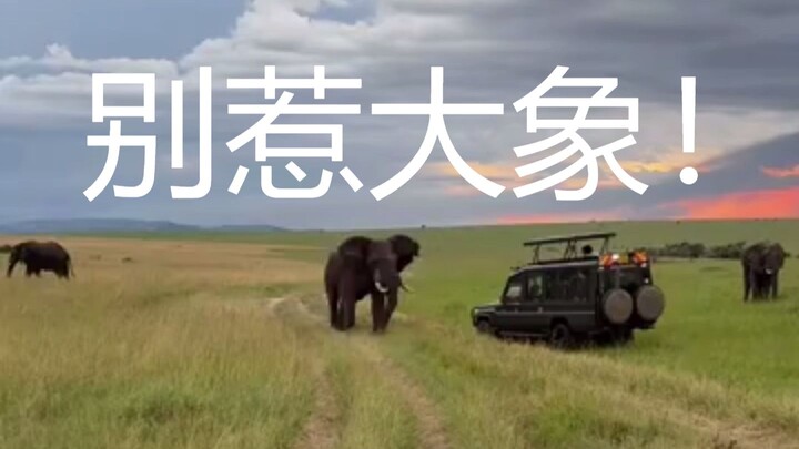 非洲大象有多霸气？驱赶狮子、鳄鱼和越野车的震撼瞬间！
