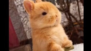 "Where's my Radish Ou?"