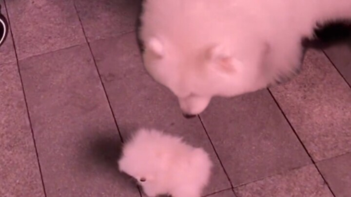 这小鼻嘎是我身上掉的毛毛嘛