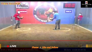 Sabong Part-61 Dilusape Vs Pumpkin